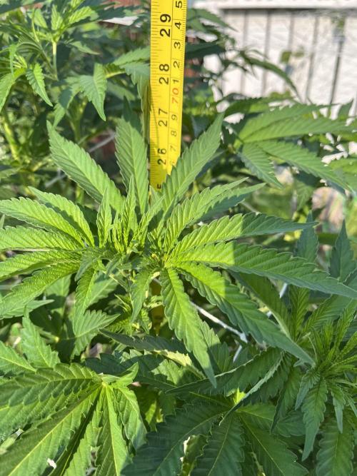 26 Amnesia Haze Fast. Week 12 - July 23 Day 83