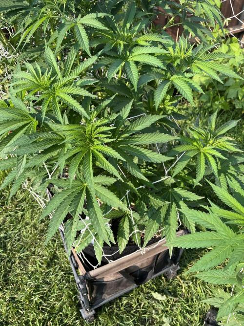 Amnesia Haze Go Fast. Week 12