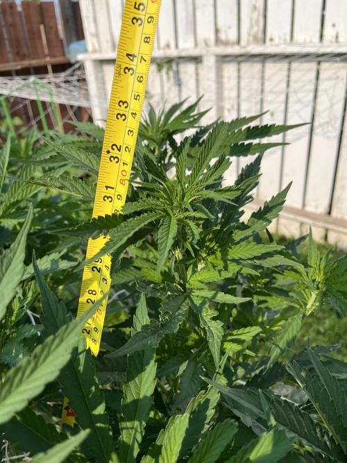 26 Gorilla Cookies Fast. Week 12 - July 23 Day 83