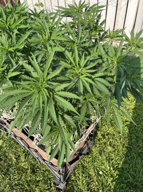 26 Gorilla Cookies Fast. Week 12 - July 23 Day 83