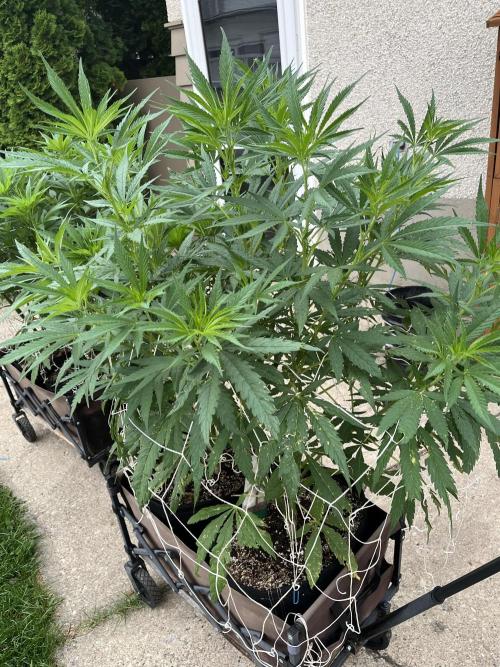 26 Purple Ghost Candy. Week 13 - July 25 Day 85