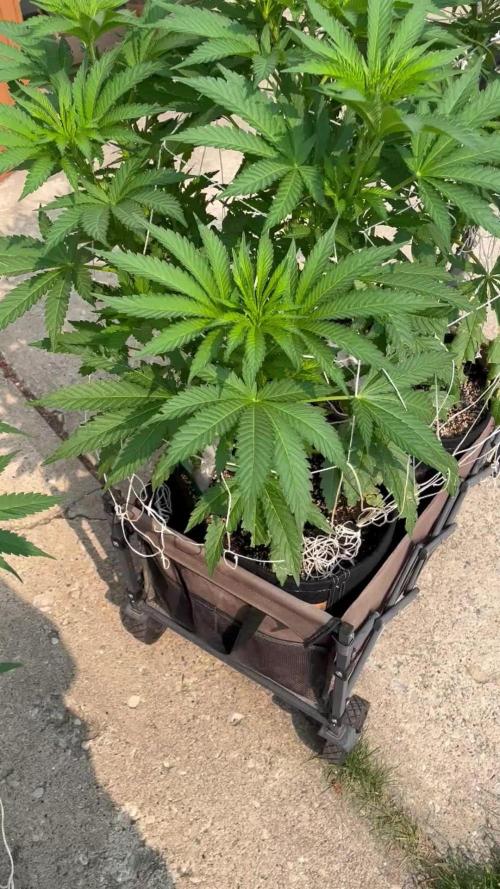 26 Amnesia Haze Fast