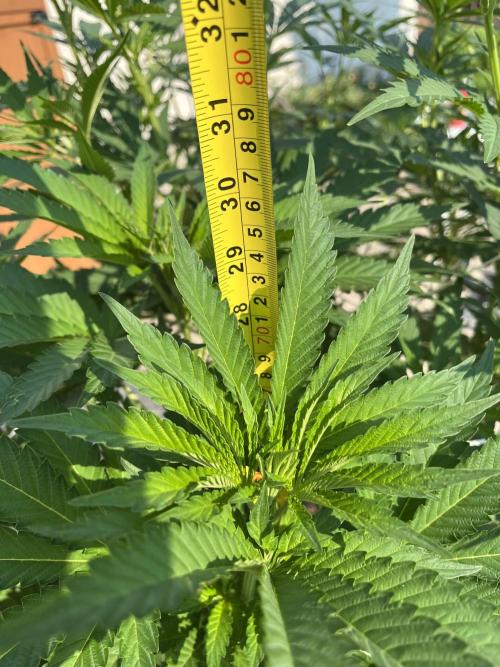 26 Amnesia Haze Fast. Week 13 - July 25 Day 85