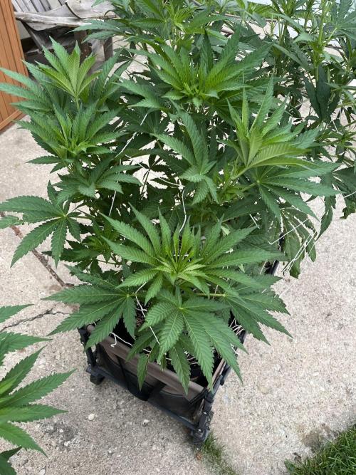 26 Amnesia Haze Fast. Week 13 - July 25 Day 85