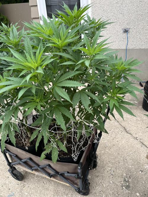 26 The Godfather. Week 13 - July 25 Day 85