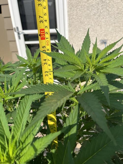 26 The Godfather. Week 13 - July 25 Day 85