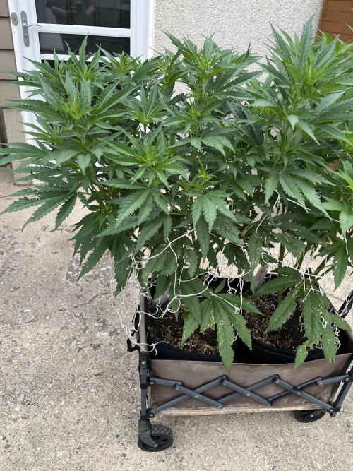 26 Gorilla Cookies Fast. Week 13 - July 25 Day 85