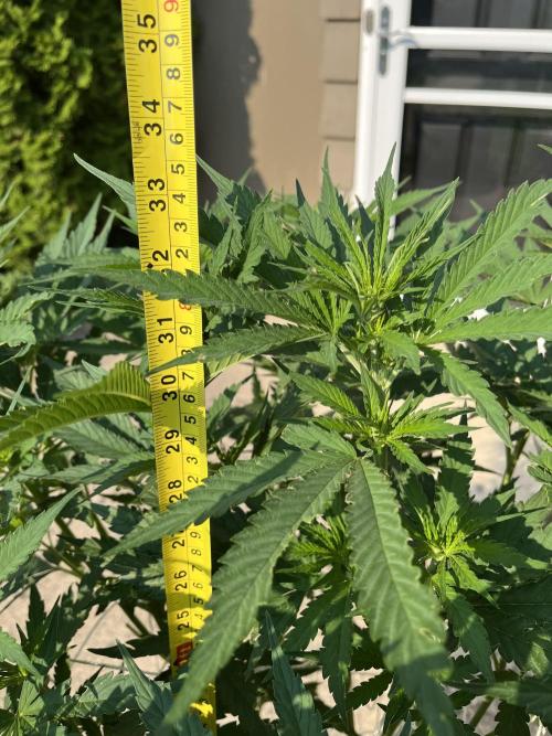 26 Gorilla Cookies Fast. Week 13 - July 25 Day 85