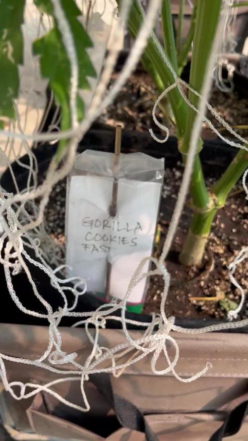26 Gorilla Cookies Fast