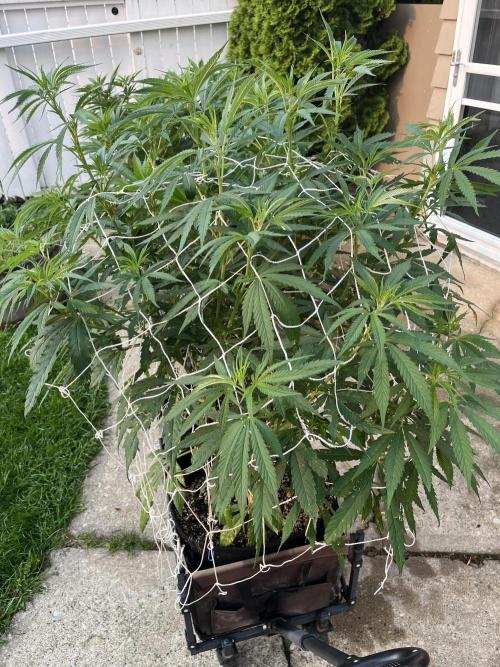 26 Purple Ghost Candy. Week 13 - July 26 Day 86 morning with new scrog net