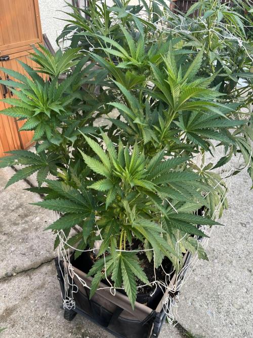 26 Amnesia Haze Fast. Week 13 - July 26 Day 86 morning 