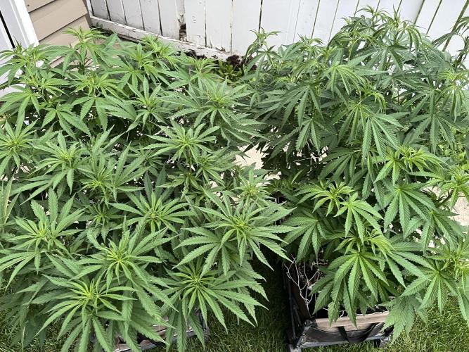 26 Gorilla Cookies Fast. Week 13 - July 25 Day 85