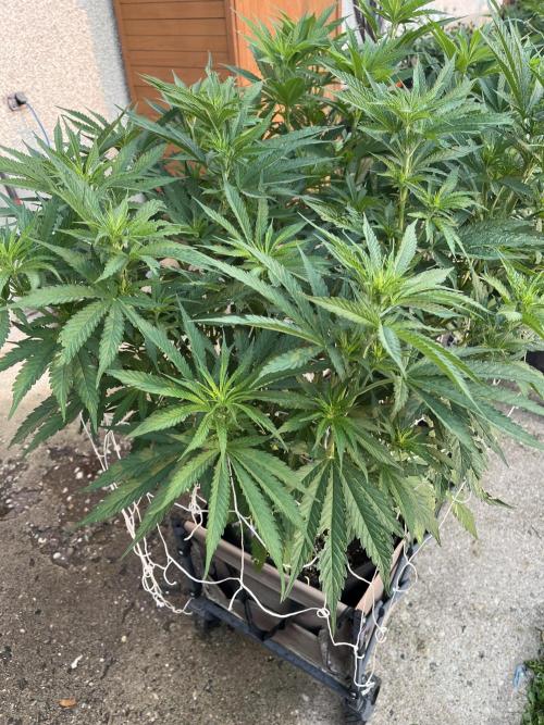 26 Gorilla Cookies Fast. Week 13 - July 26 Day 86 morning 