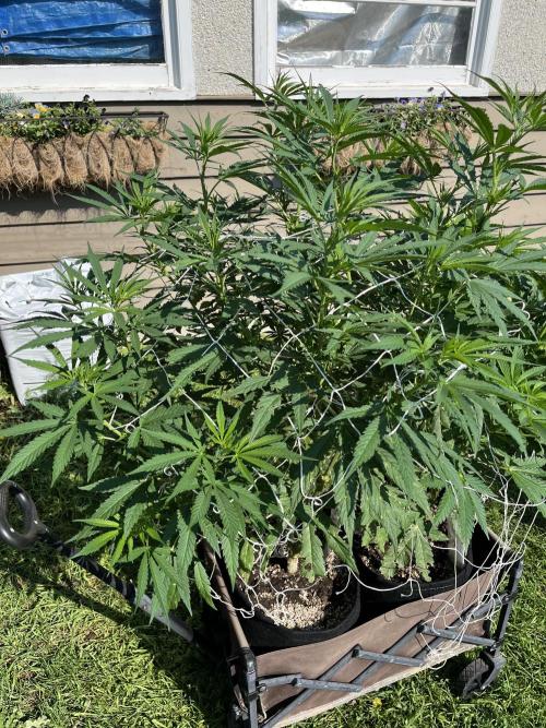 26 Purple Ghost Candy. Week 13 - July 27 Day 87