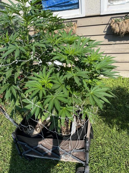 26 Amnesia Haze Fast. Week 13 - July 27 Day 87
