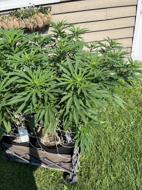 Gorilla Cookies FF. Week 13