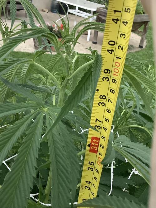 26 Purple Ghost Candy. Week 13 - July 28 Day 88 3 inches in 3 days