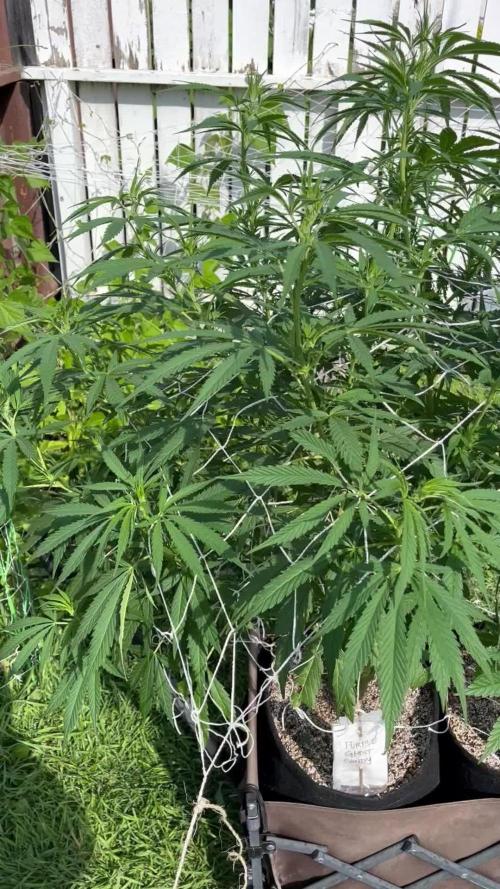 Purple Ghost Candy. Week 13