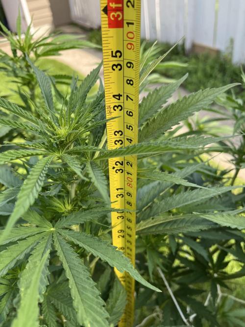 26 Gorilla Cookies Fast. Week 13 - July 30 Day 90