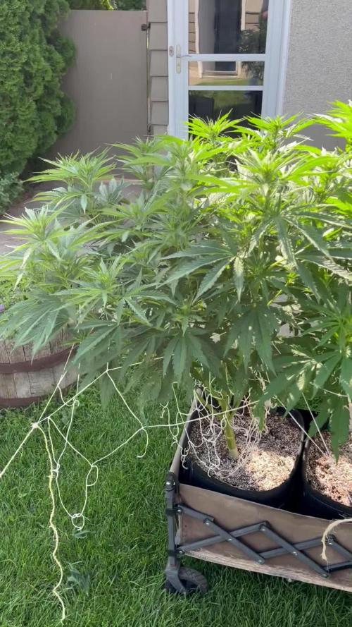 Gorilla Cookies FF. Week 13