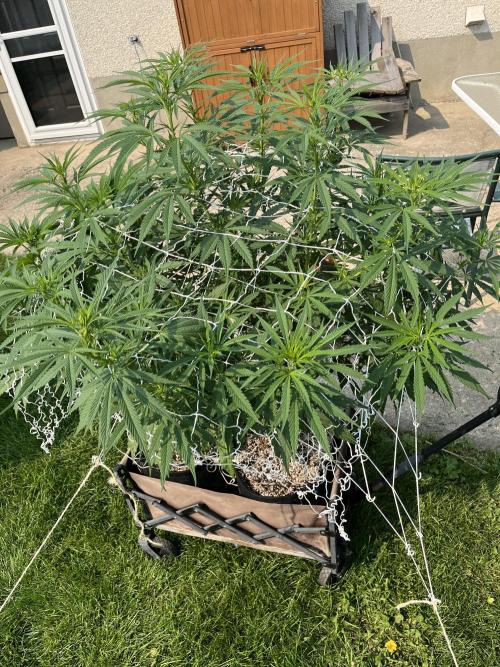 26 Purple Ghost Candy. Week 14 - Aug 2 Day 92