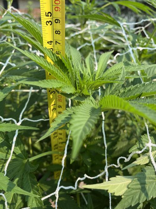 26 Amnesia Haze Fast. Week 14 - Aug 1 Day 92