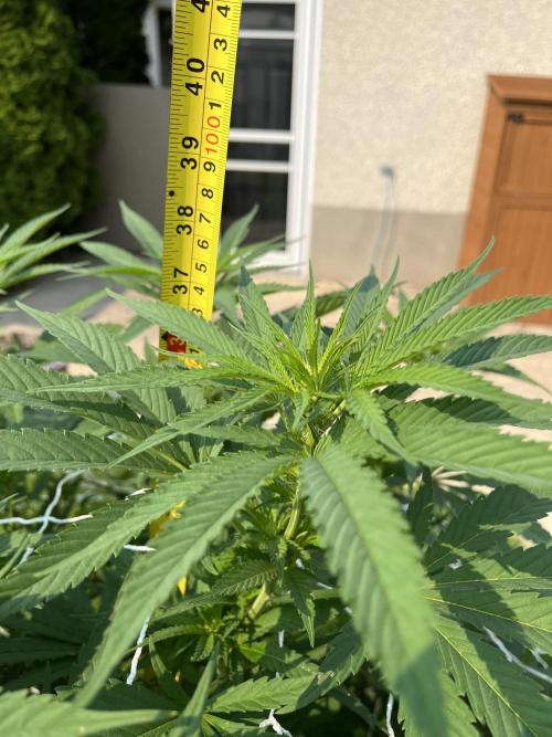 26 The Godfather. Week 14 - Aug 1 Day 92