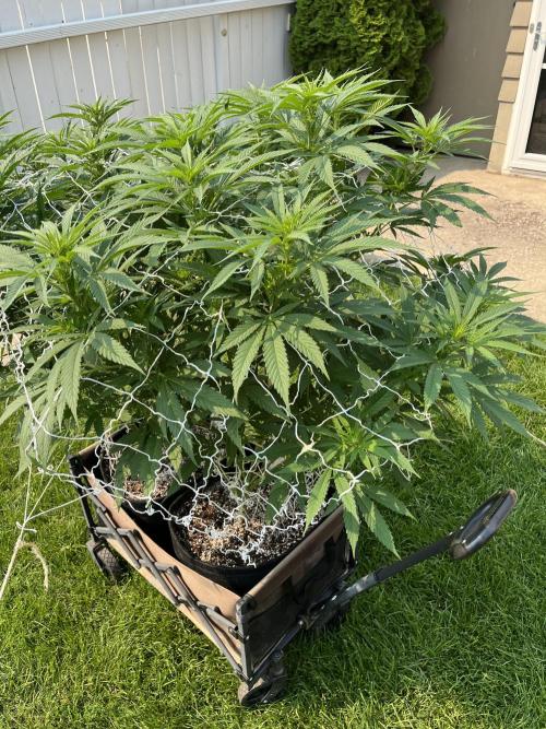 26 The Godfather. Week 14 - Aug 1 Day 92