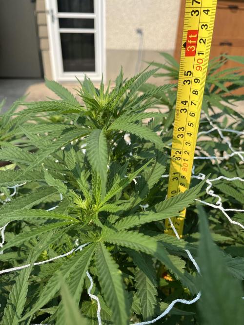 26 Gorilla Cookies Fast. Week 14 - Aug 1 Day 92