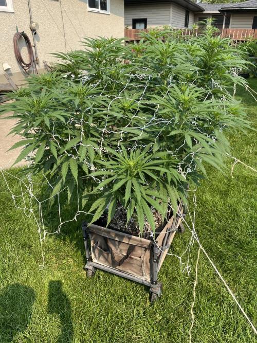 26 Gorilla Cookies Fast. Week 14 - Aug 1 Day 92