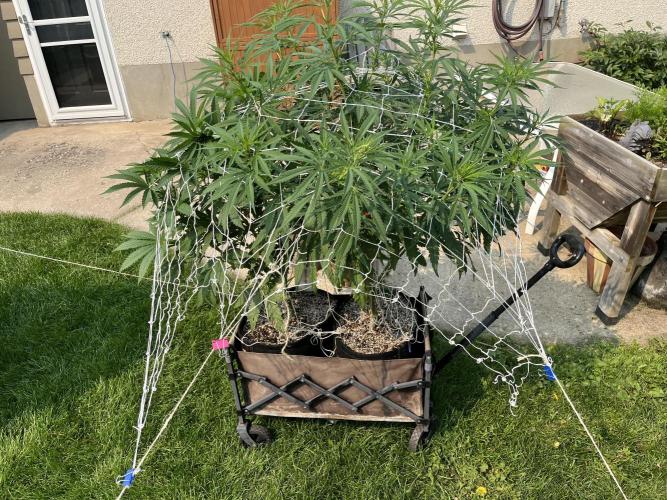 26 Gorilla Cookies Fast. Week 14 - Aug 1 Day 92