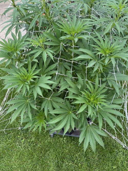 26 Amnesia Haze Fast. Week 14 - Aug 2 Day 93