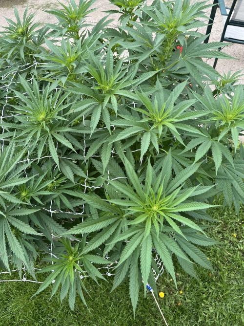 26 The Godfather. Week 14 - Aug 2 Day 93