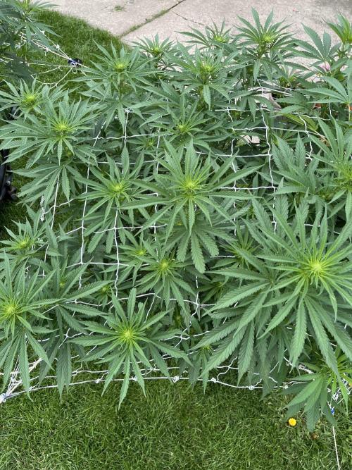 26 Gorilla Cookies Fast. Week 14 - Aug 2 Day 93