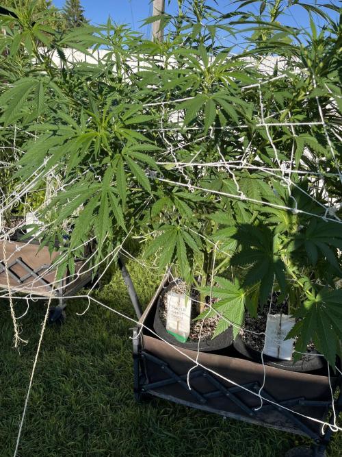 26 Purple Ghost Candy. Week 14 - Aug 3 Day 94