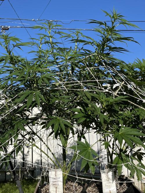 26 Amnesia Haze Fast. Week 14 - Aug 3 Day 94