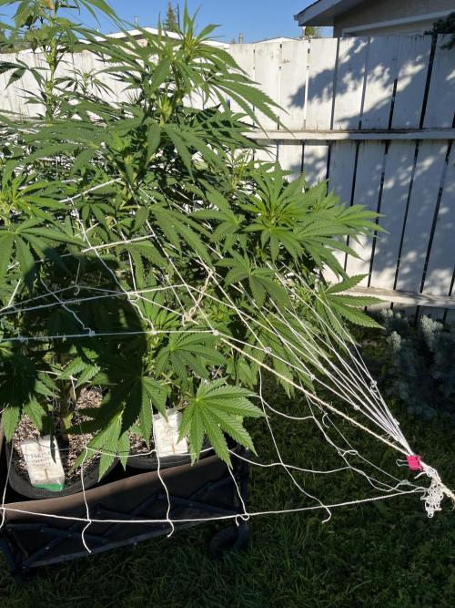 26 Amnesia Haze Fast. Week 14 - Aug 3 Day 94