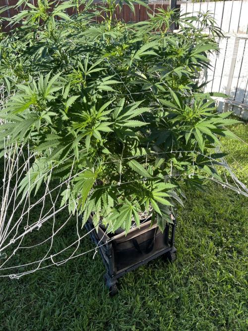26 Amnesia Haze Fast. Week 14 - Aug 3 Day 94