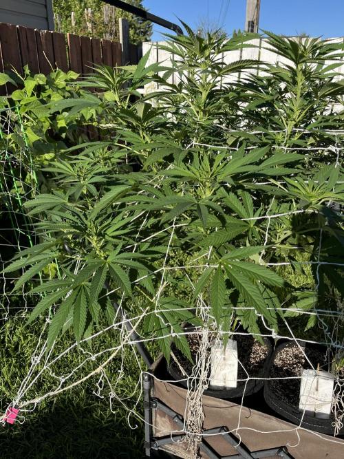26 The Godfather. Week 14 - Aug 3 Day 94