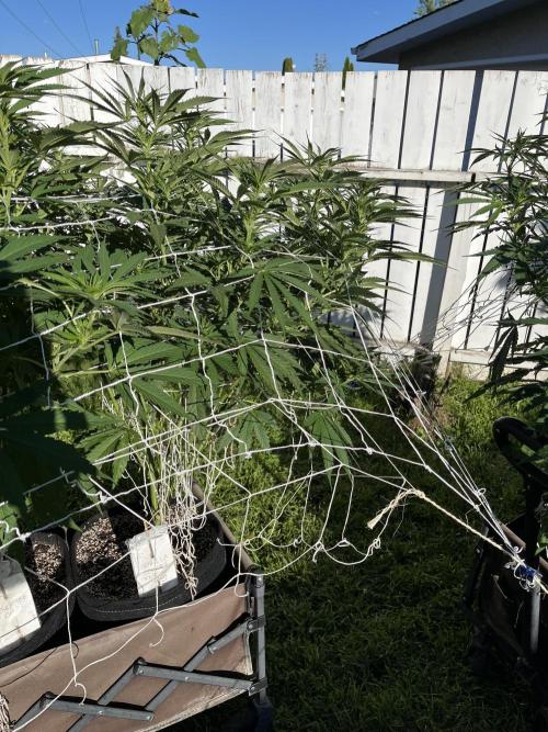 26 Gorilla Cookies Fast. Week 14 - Aug 3 Day 94