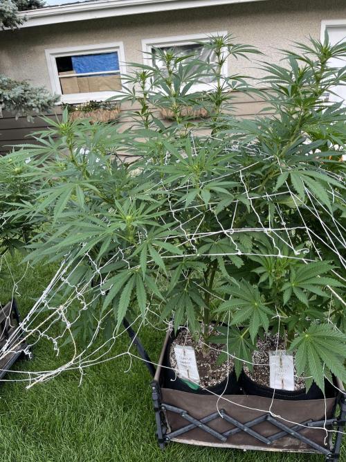 26 Purple Ghost Candy. Week 14 - Aug 5 Day 96