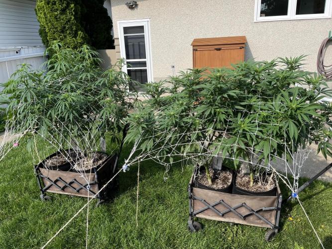 26 Amnesia Haze Fast. Week 14 - Aug 5 Day 96