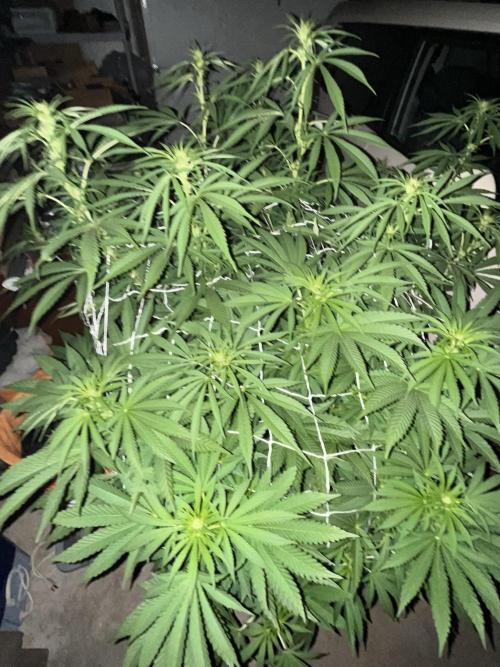 26 Amnesia Haze Fast. Week 14 - Aug 5 Day 96 before red light at 9 pm