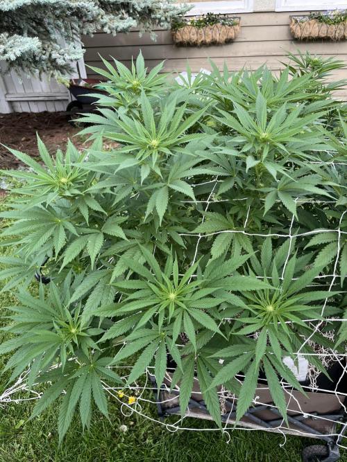 26 The Godfather. Week 14 - Aug 5 Day 96
