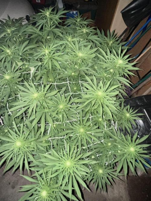 Godfather OG. Week 14
