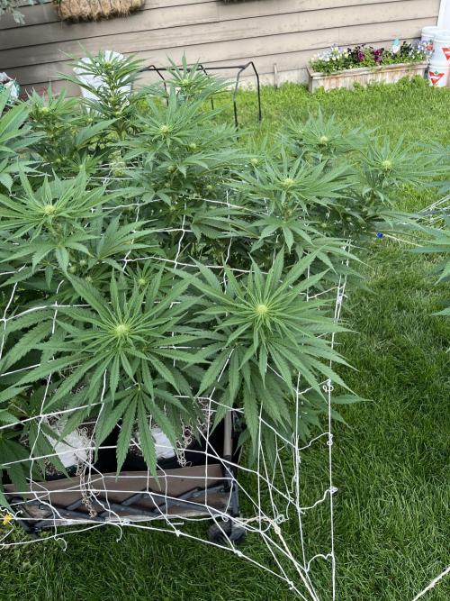 26 Gorilla Cookies Fast. Week 14 - Aug 5 Day 96