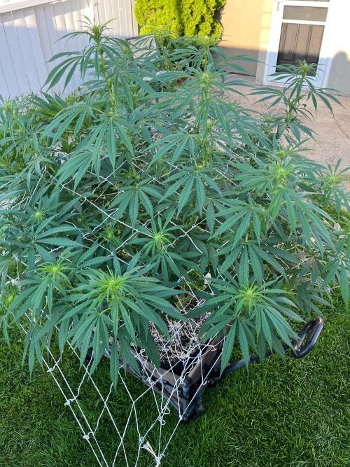 26 Purple Ghost Candy. Week 14 - Aug 7 Day 98 morning 
