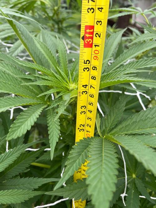 26 Amnesia Haze Fast. Week 14 - Aug 6 Day 97