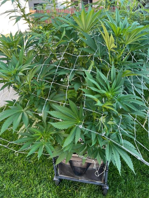 26 Amnesia Haze Fast. Week 14 - Aug 7 Day 98 morning 
