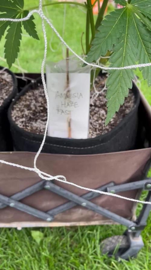 26 Amnesia Haze Fast